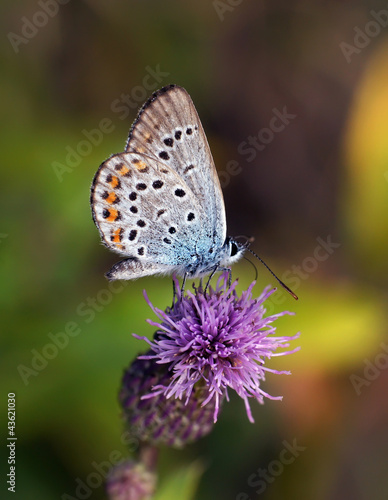 Бабочка © sokoloffoto