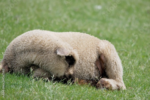 Lamm liegend im Gras