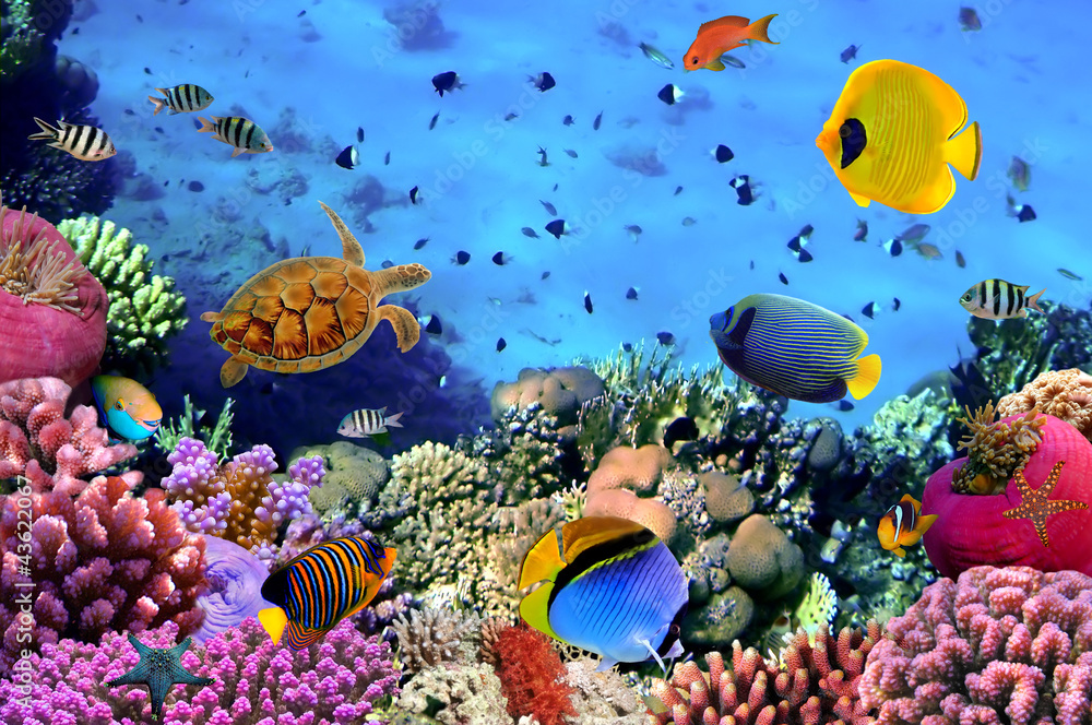 Obraz Zdjęcie kolonii koralowców