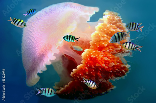 giant jellyfish swimming with tentacles following underwater Fototapet