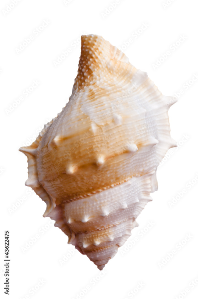 Empty sea shell Empty sea shell