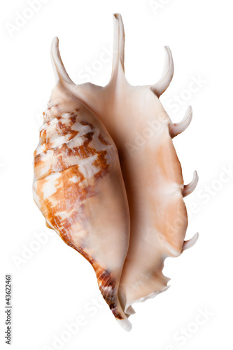 Empty sea shell
