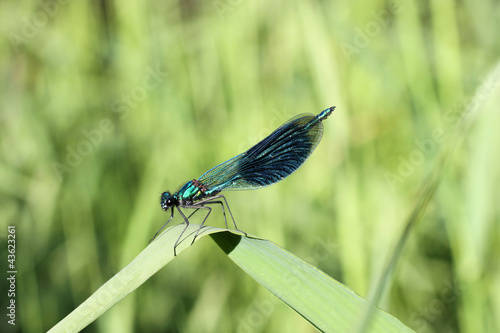 Blue Dragonfly on grass