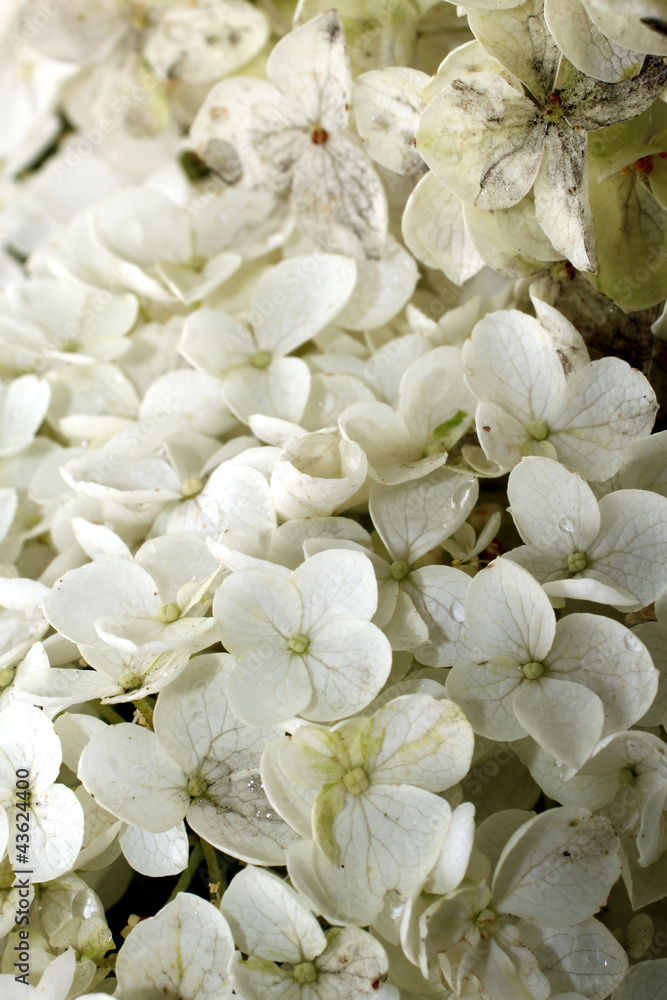 hortensia hortensia