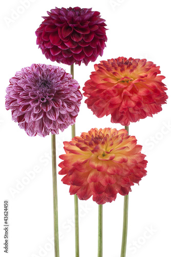 Fototapeta Naklejka Na Ścianę i Meble -  dahlia