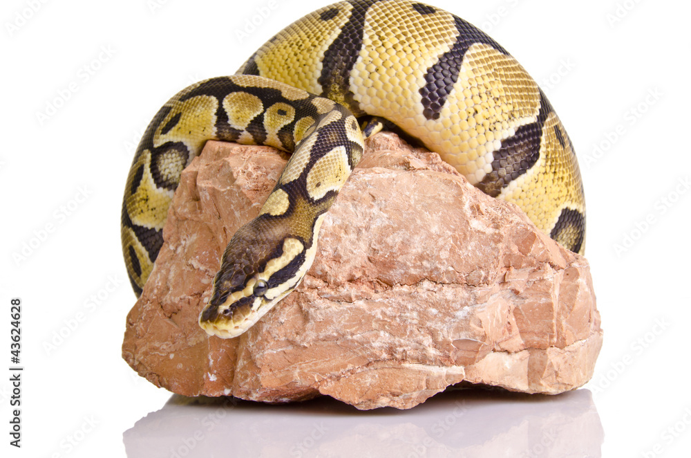 Obraz premium Ball python
