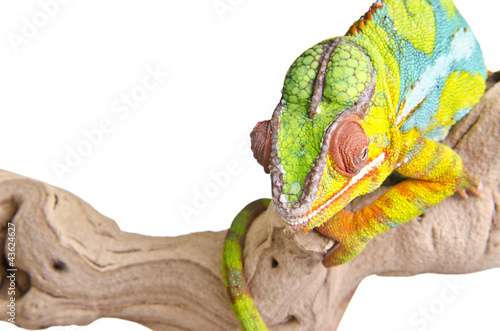 Colorful chameleon.
