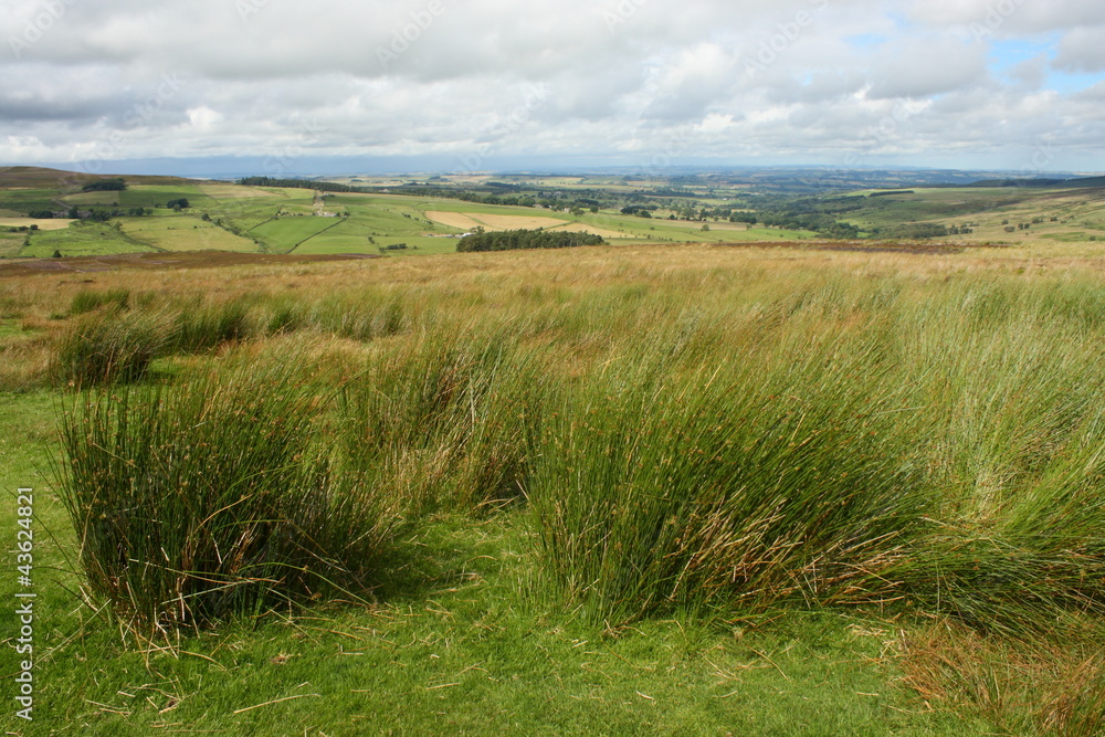 grassland in yorkshire moors