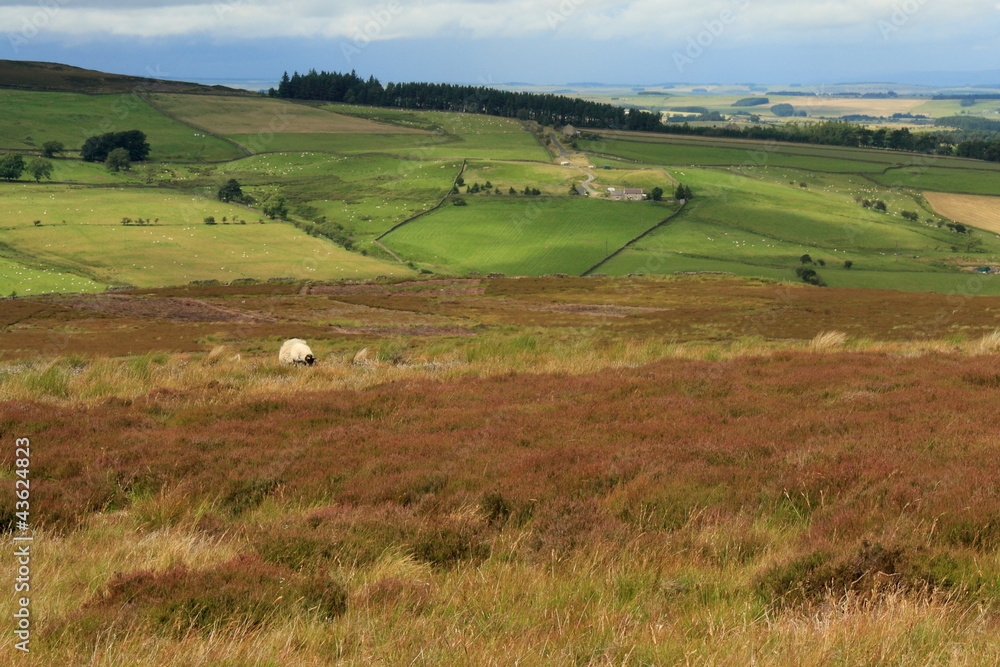 moorland and farm fields
