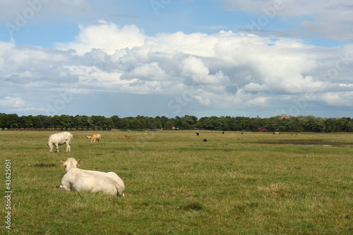 cows on the town moor in newcastle