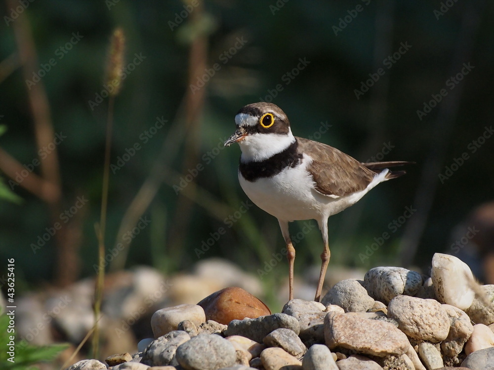 Little Ringed Plover, Charadrius dubius Little Ringed Plover, Charadrius dubius