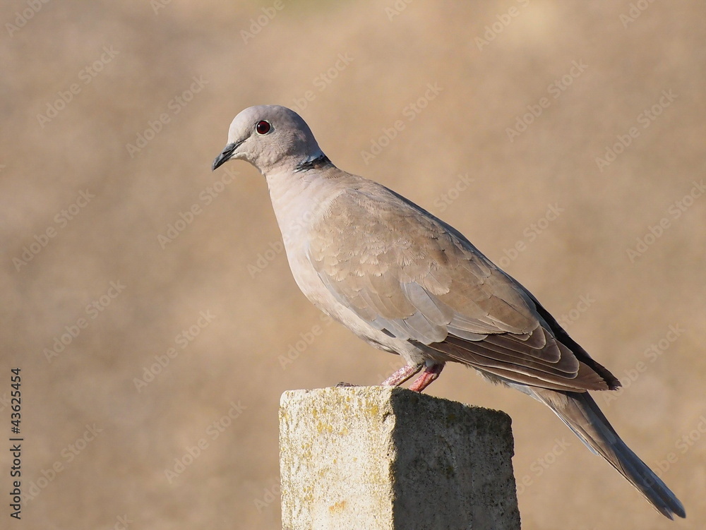 Collared Dove, Streptopelia turtur Collared Dove, Streptopelia turtur