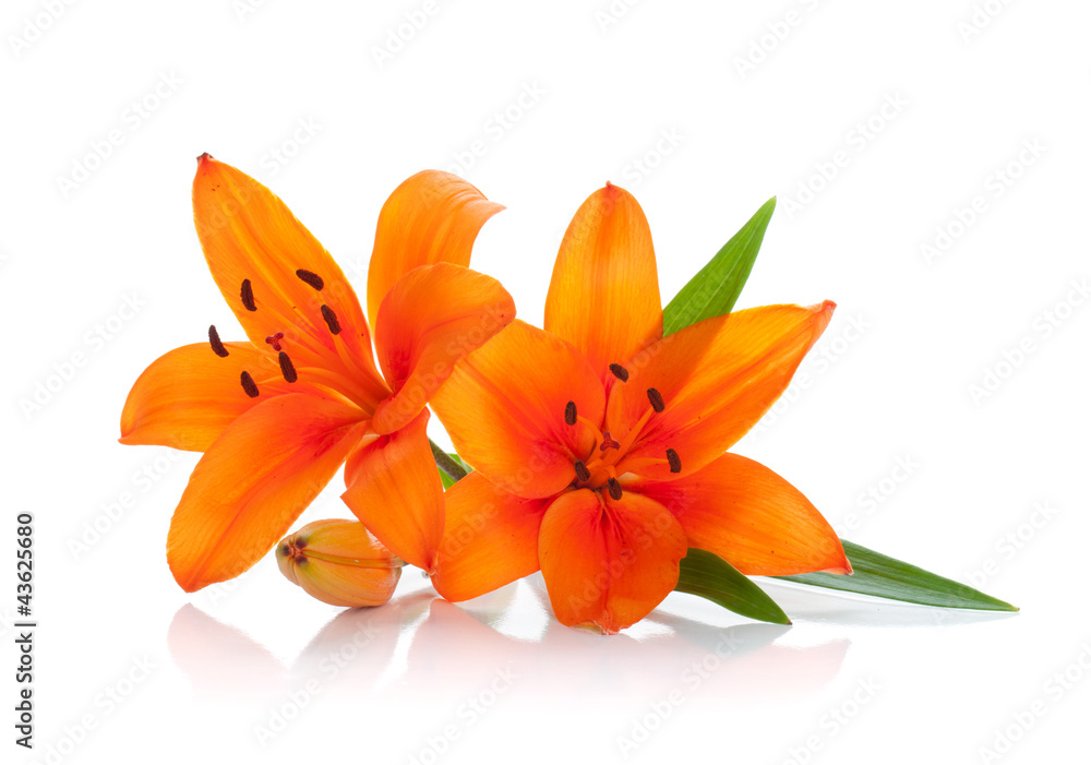 Fototapeta premium Two orange lily