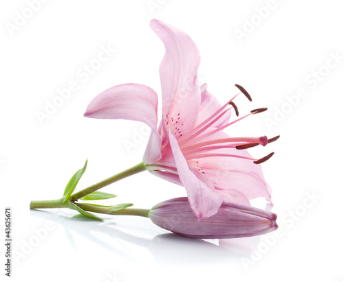 Fototapeta Naklejka Na Ścianę i Meble -  Pink lily