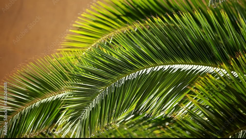 Green pain tree leaves in the wind and architectural background. Green pain tree leaves in the wind and architectural background.