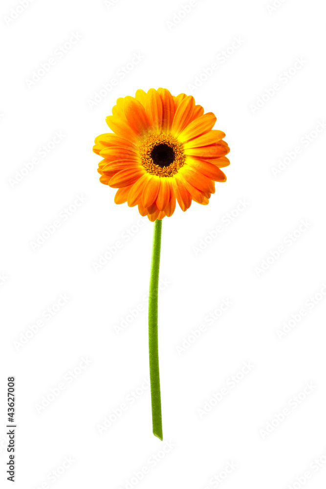 Gerbera