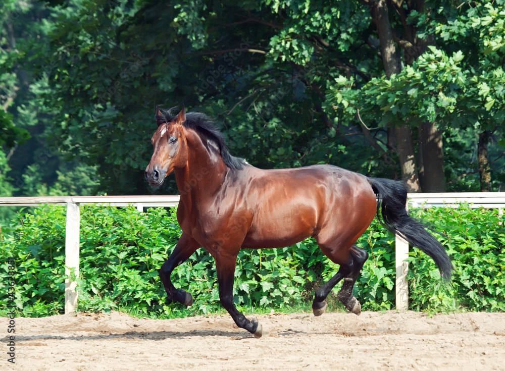 galloping bay sportive breed horse in open manege galloping bay sportive breed horse in open manege