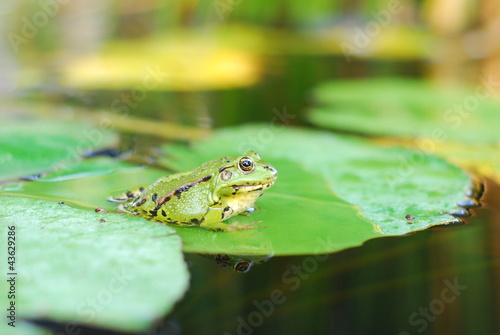 Obraz na płótnie Frog sits on a green leaf w salonie