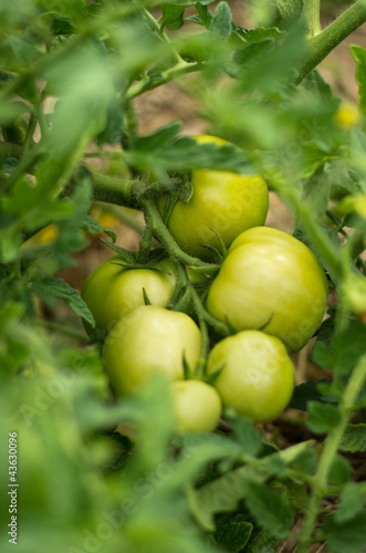 a bunch of green tomatoes