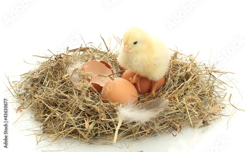 beautiful little chicken, eggs and eggshell in nest, isolated