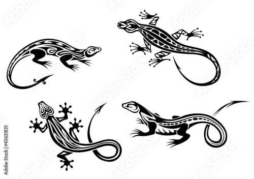 Lizard reptiles