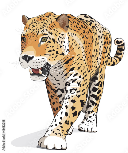 Jaguar, wild cat Panther. Vector, isolated