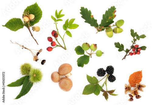 Bild auf Leinwand Autumn Nature Study