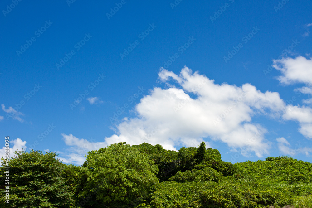 Summer sky and forest