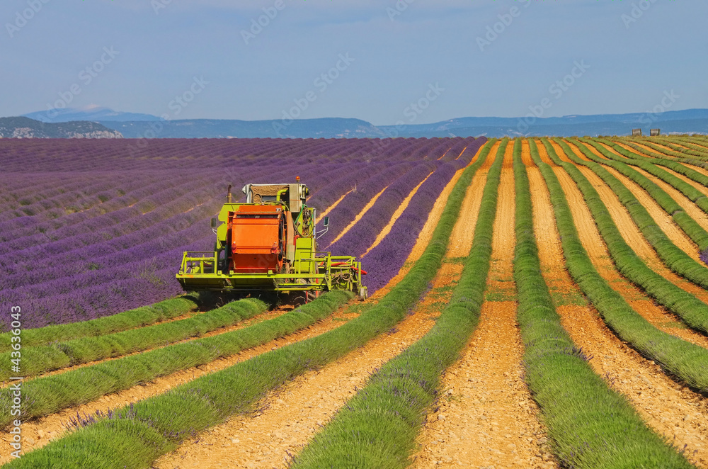 Fototapeta premium Lavendelfeld Ernte - lavender field harvest 06