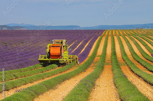 Lavendelfeld Ernte - lavender field harvest 06