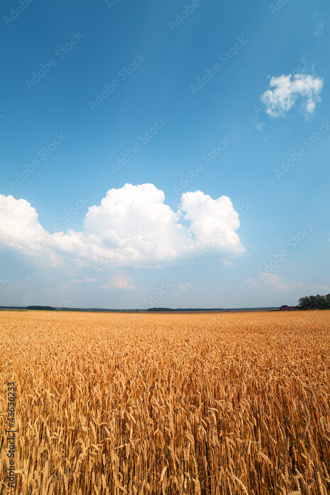 Naklejka premium Yellow wheat field.