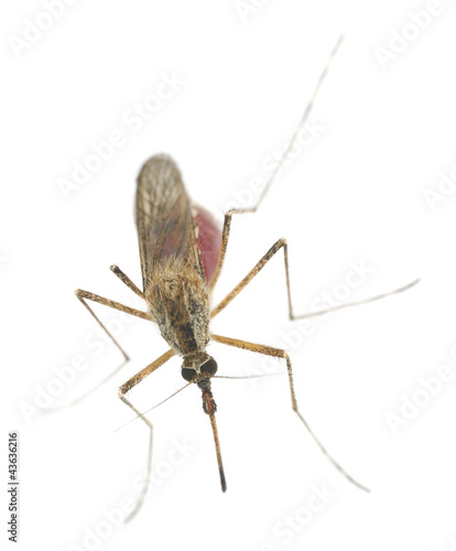Mosquito filled with blood isolated on white background