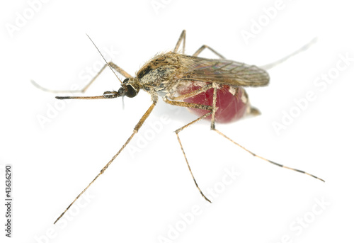 Mosquito filled with blood isolated on white background © Henrik Larsson