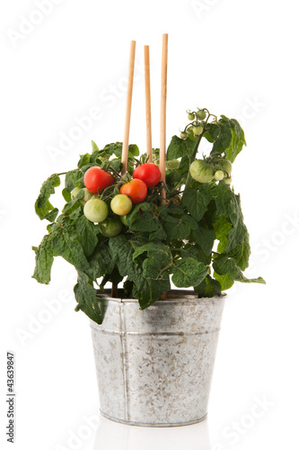 Plant with cherry tomatoes photo