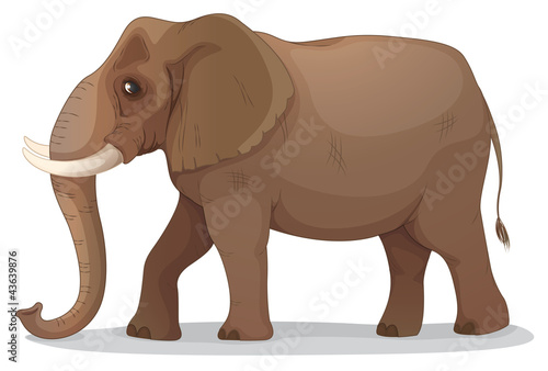 elephant