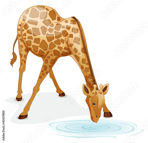 giraffe