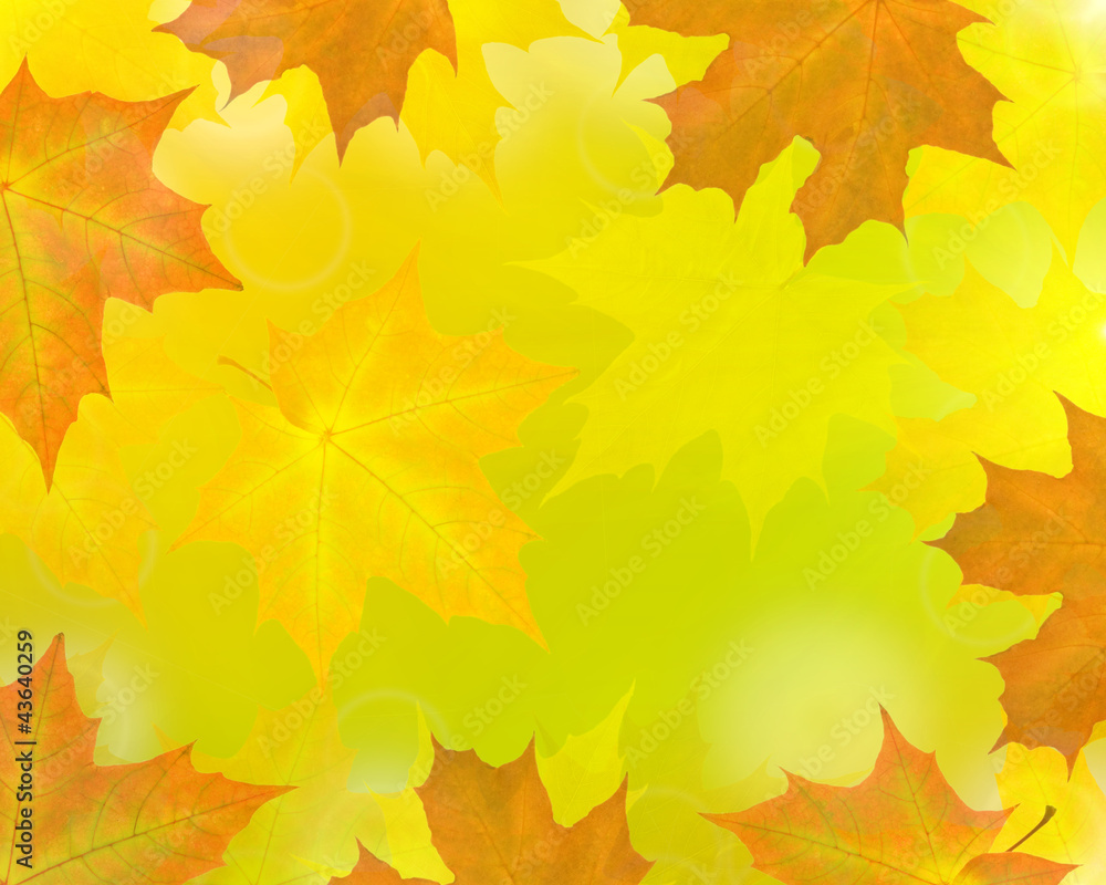 Obraz premium golden maple leaves abstract background