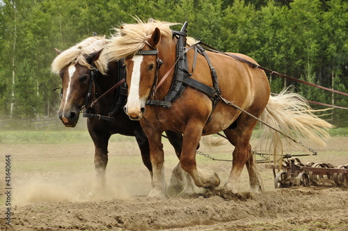 Working horses on the field