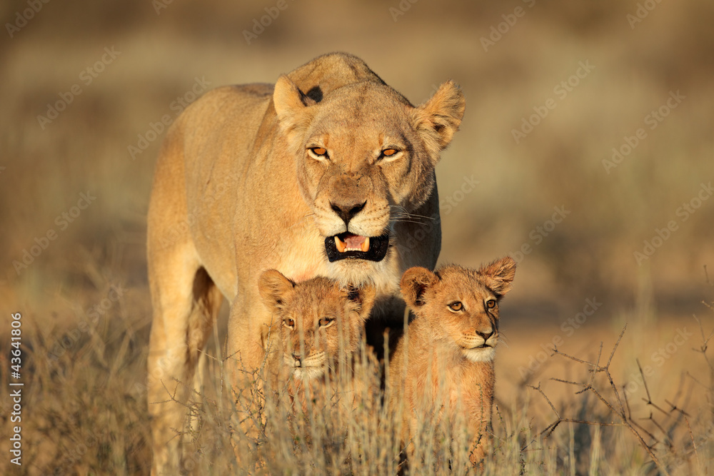 Fototapeta premium Lioness with young cubs, Kalahari