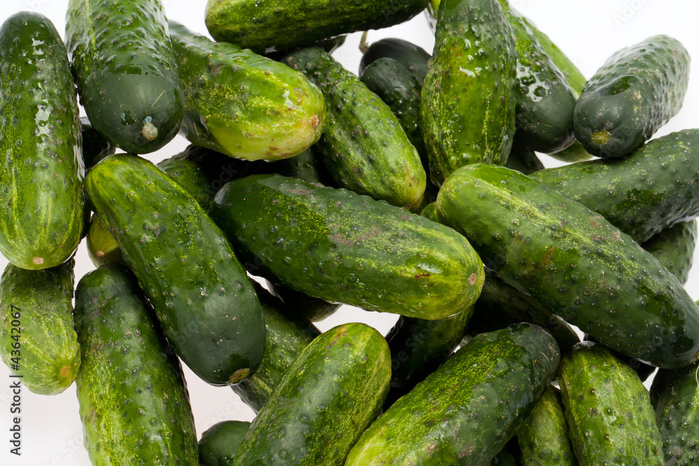 A fresh green cucumber isolated on a white background A fresh green cucumber isolated on a white background