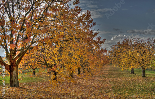 Kirschbäume im Herbst