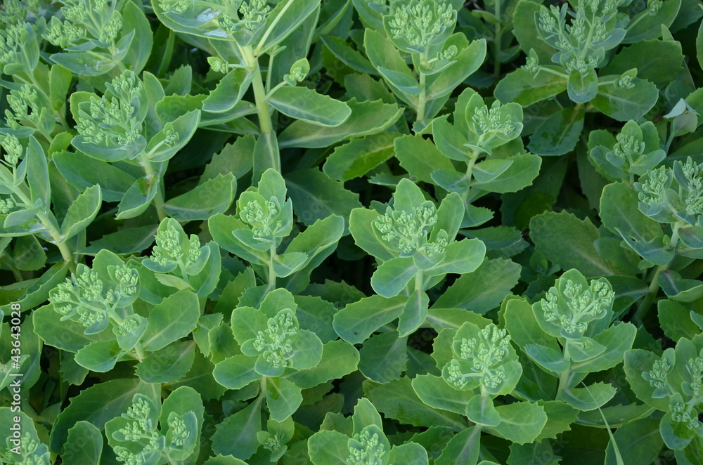 Sedum spectabile in Summer for background Sedum spectabile in Summer for background