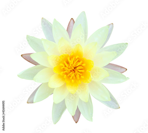 Yellow and white water lily isolated