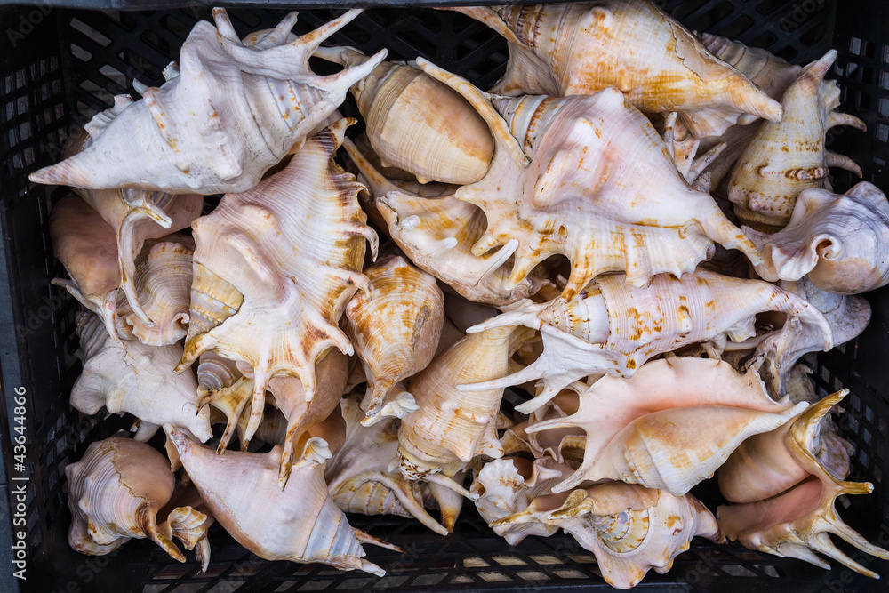 Seashells. Seashells.