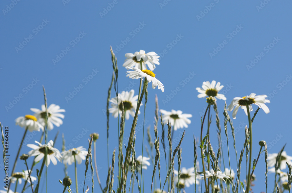 White daisies in the field on blue sky White daisies in the field on blue sky