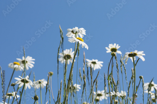 White daisies in the field on blue sky