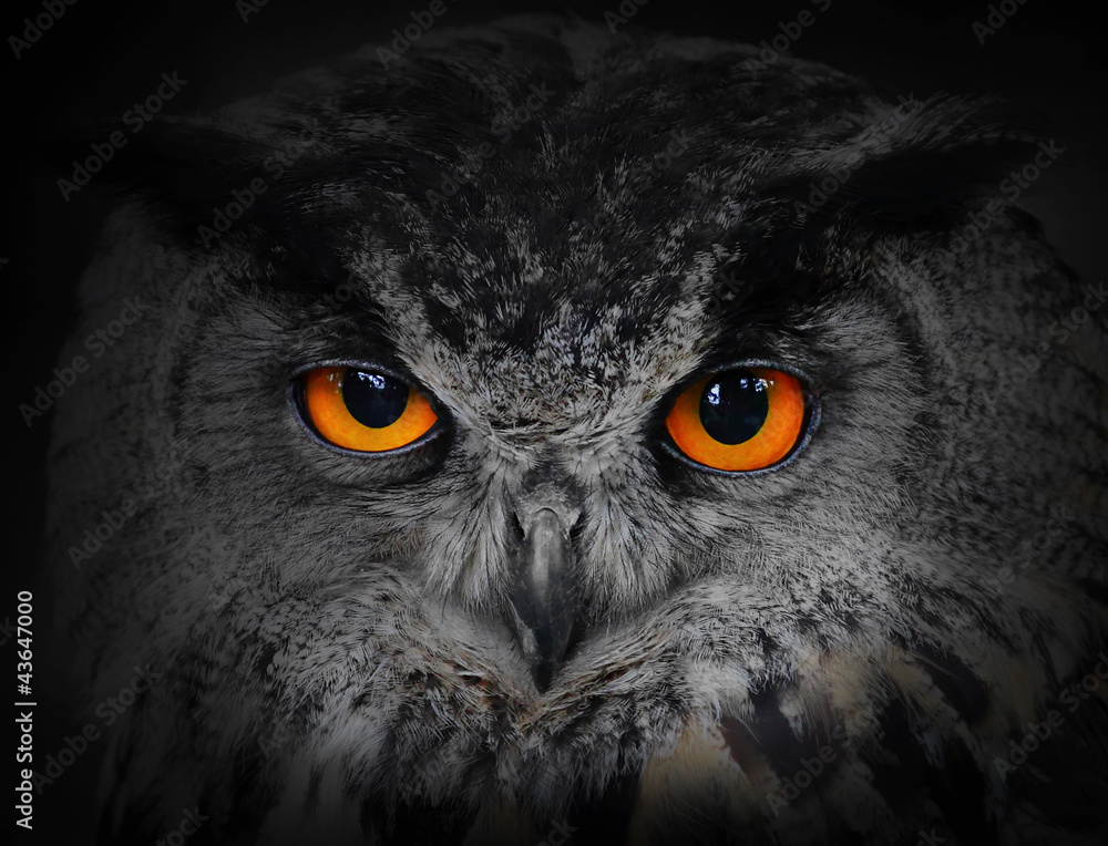 Naklejka premium The evil eyes. ( Eagle Owl, Bubo bubo).