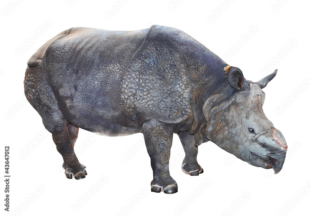 The Indian rhinoceros (Rhinoceros unicornis). The Indian rhinoceros (Rhinoceros unicornis).
