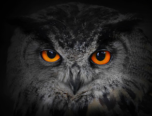 Glasbilder Tieren Die bösen Augen. (Uhu, Bubo bubo).  © Kletr