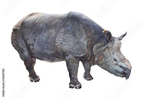 The Indian rhinoceros  Rhinoceros unicornis .